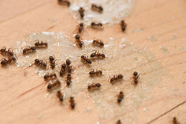 Pest Control Cost in Scappoose, OR