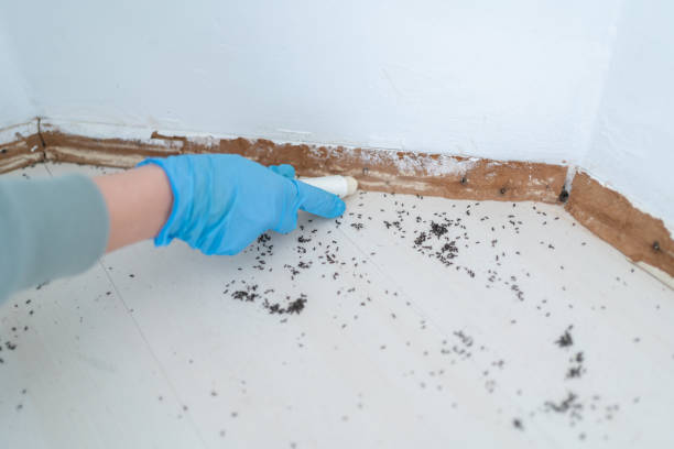 Best Cockroach Control Services  in Scappoose, OR